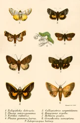 Mariposas