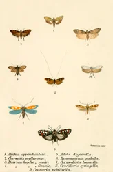 Mariposas