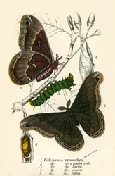 Mariposas