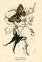 Mariposas