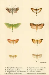Mariposas