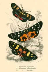 Mariposas