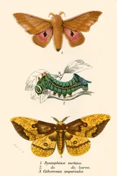 Mariposas