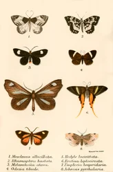 Mariposas