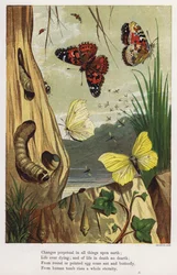 Mariposas y orugas (grabado en color)
