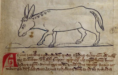 Asno, del Bestiario