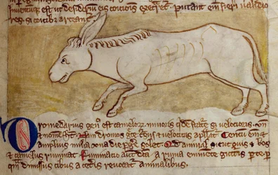 Burro, del Bestiario