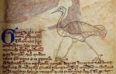 Grulla, del Bestiario