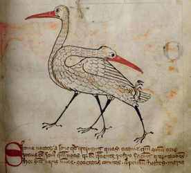 Cigüeña, del Bestiario