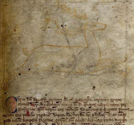 Ciervo, del Bestiario