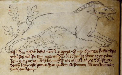 Leucrota, del Bestiario