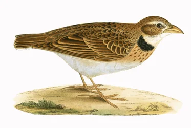 Alondra de Calandra, ilustración de 