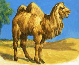 Camello