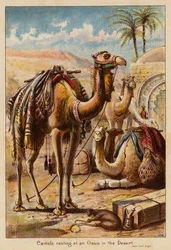 Camellos descansando en un oasis del desierto (litografía en color)