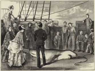 Captura de un tiburón en los trópicos