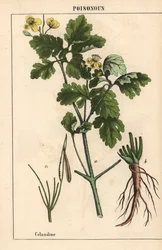 Celidonia mostrando flores y raíces amarillas.   , de "The Instructive Picturebook, or Lessons from the Vegetable World", [Charlotte Mary Yonge], Edimburgo