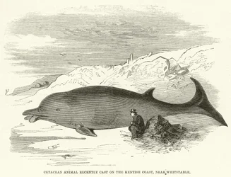 Animal cetáceo recientemente arrojado en la costa de Kent, cerca de Whitstable (grabado)
