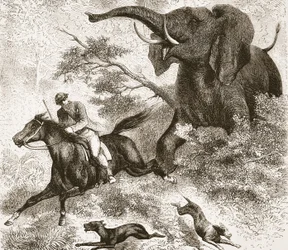 Perseguido por un elefante, ilustración de The Pictorial Edition of the Life and Discoveries of David Livingstone por J. Ewing Richie, pub. por A. Fullarton & Co., 1876