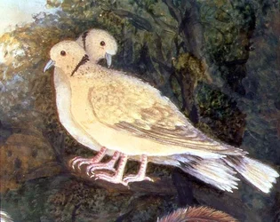 Pollo y palomas cerca de una granja (detalle)