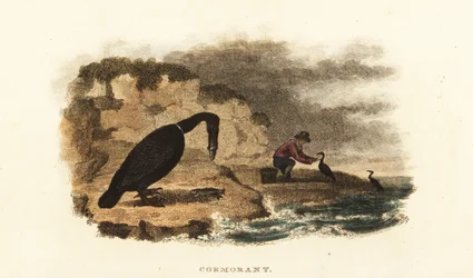 Hombre chino pescando con cormoranes en las orillas de un lago