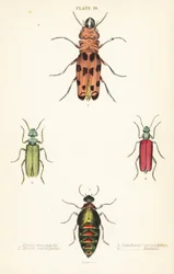 Cissites maculata 1, escarabajo de aceite variado, Meloe variegatus 2, mosca española, Lytta vesicatoria 3, y escarabajo de ampolla de Nuttall, Lytta nuttalli 4