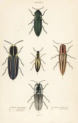 Escarabajo click: Elater de faro, Pyrophorus noctilucus 1, Chalcolepidius porcatus 2, escarabajo click alineado, Agriotes lineatus 3, Elater suturalis 4, y Semiotus distinctus 5