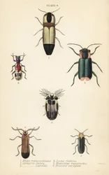 Escarabajos click: Melanoxanthus melanocephalus 1, Luciola italica 2, Lampyris latreillii 3, Lycus festivus 4, escarabajo de flores de alas blandas, Clanoptilus marginellus 5, y Priocera variergata 6