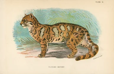 Leopardo nublado
