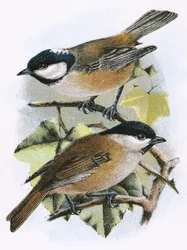 Carbonero (arriba) y Herrerillo capuchino (abajo)