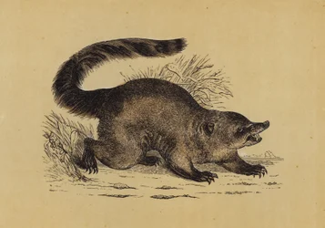 Coati (litografía en color)