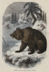 Oso pardo común, Ursus Arctos