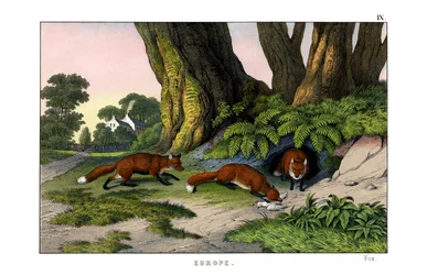Zorro común