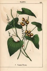 Bryony común con bayas de oro. Bryonia alba   , de "The Instructive Picturebook, or Lessons from the Vegetable World", [Charlotte Mary Yonge], Edimburgo