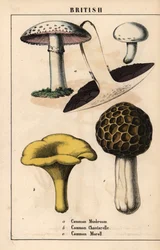Seta común Agaricus, seta chantarelle dorada Cantharellus cibarius y colmenilla Morchella esculenta   , de "The Instructive Picturebook, or Lessons from the Vegetable World", [Charlotte Mary Yonge], Edimburgo