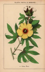 Planta de algodón, con flor amarilla y capullo de algodón blanco.  , de "The Instructive Picturebook, or Lessons from the Vegetable World", [Charlotte Mary Yonge], Edimburgo