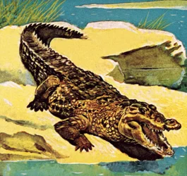 Cocodrilo