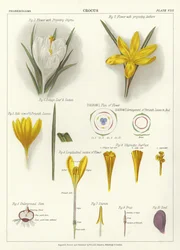 Crocus