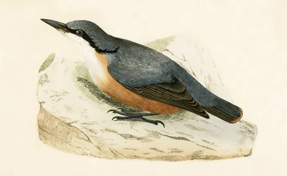 Trepador dálmata, ilustración de 