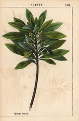 Daphne laureola o Spurge-laurel   , de "The Instructive Picturebook, or Lessons from the Vegetable World", [Charlotte Mary Yonge], Edimburgo