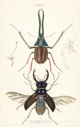 Escarabajo de Darwin, escarabajo ciervo de Grant o escarabajo ciervo chileno, Chiasognathus grantii 1, y escarabajo ciervo europeo, Lucanus cervus 2
