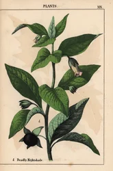 Belladona   , de "The Instructive Picturebook, or Lessons from the Vegetable World", [Charlotte Mary Yonge], Edimburgo