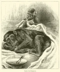 Muerte del Chimpancé