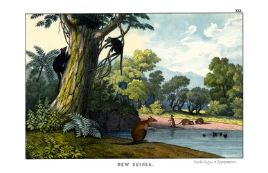 Dendrolagus e Hypsiprymnus