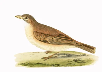 Alondra del desierto, ilustración de 