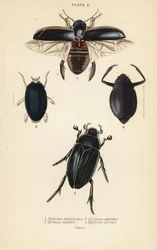 Escarabajo buceador, Dytiscus dimidiatus 1, escarabajo común girador, Gyrinus natator 2, Cyclous vittatus 3, y gran escarabajo plateado de agua, Hydrophilus piceus 4