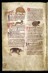 Perro persiguiendo a un puercoespín, zorro persiguiendo a un conejo, gato persiguiendo a un ratón, etc., Bestiario inglés, principios del siglo XIII (vitela)