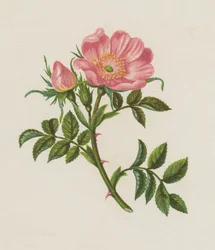 Rosa canina (litografía en color)