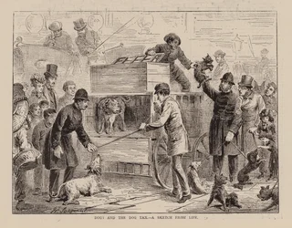 Los perros y el impuesto canino, boceto del natural (grabado)