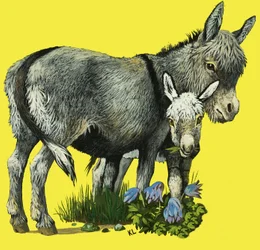 Burro y cría de burro
