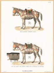 Burros con monturas